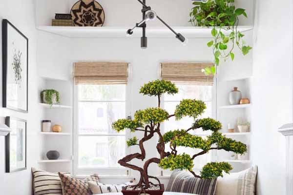 نگهداری بونسای